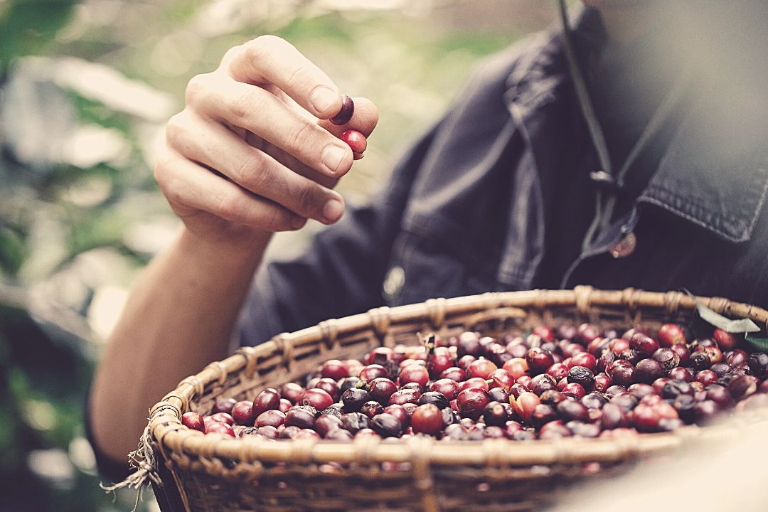 O Cultivo do Café: o que é preciso para uma boa produção?